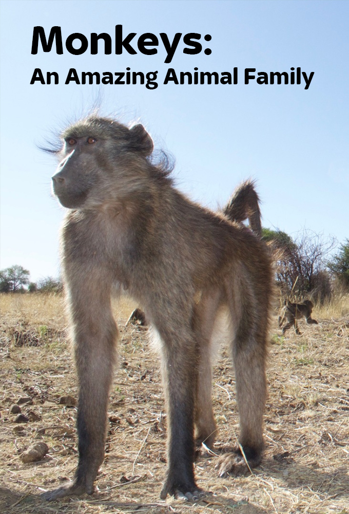 Poster de la serie Monkeys: An Amazing Animal Family