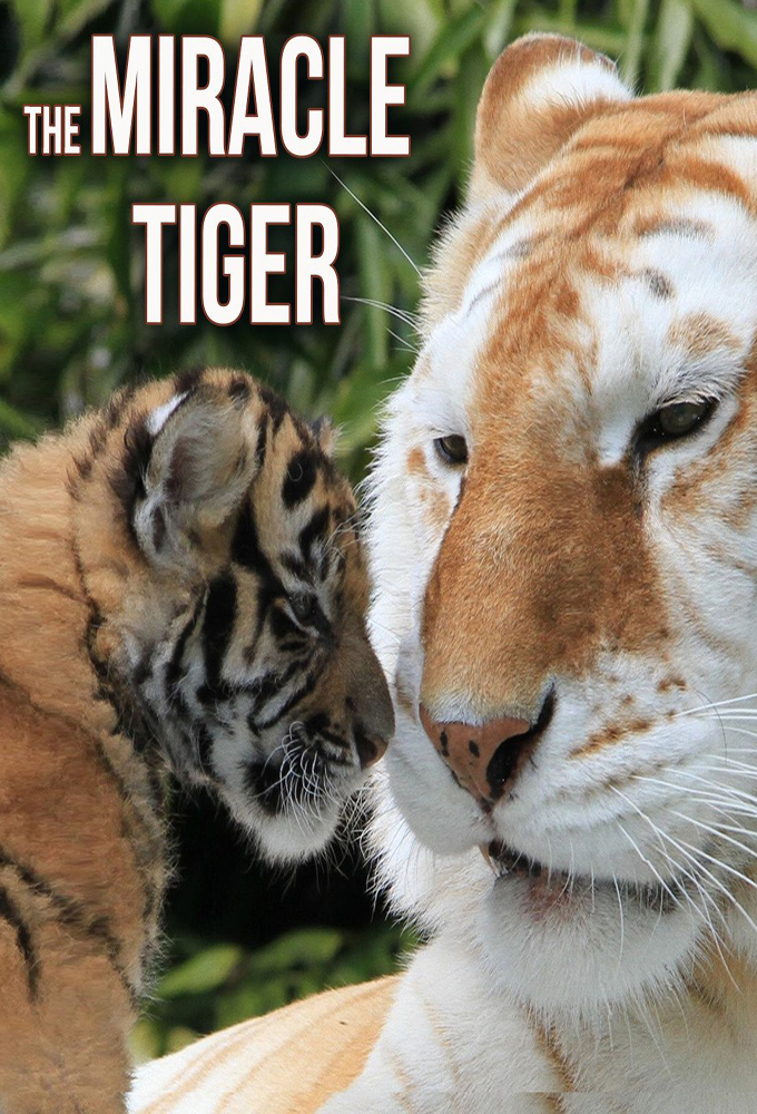 Poster de la serie The Miracle Tiger