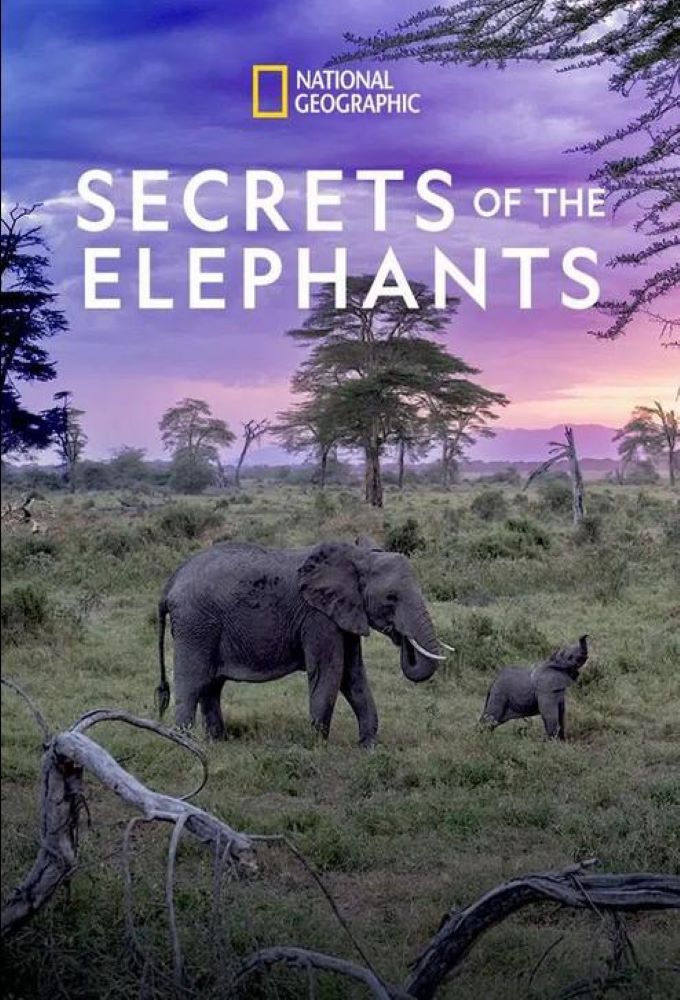 Poster de la serie Les secrets des éléphants