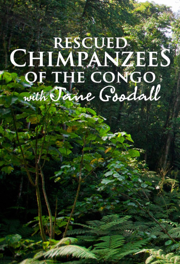 Poster de la serie Rescued Chimpanzees of the Congo With Jane Goodall
