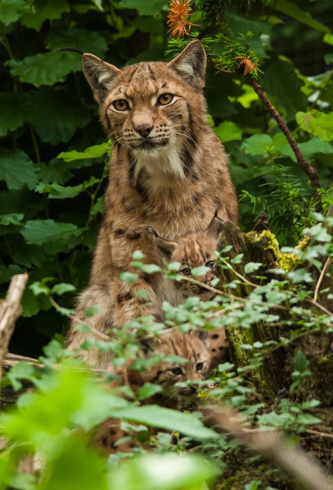 Poster de la serie The End of the Big Cats