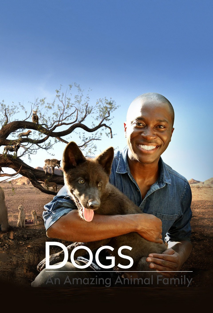 Poster de la serie L'odyssée des chiens