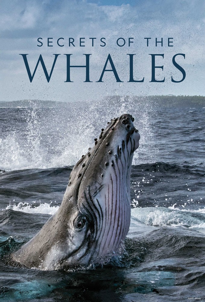 Poster de la serie Les Secrets des baleines