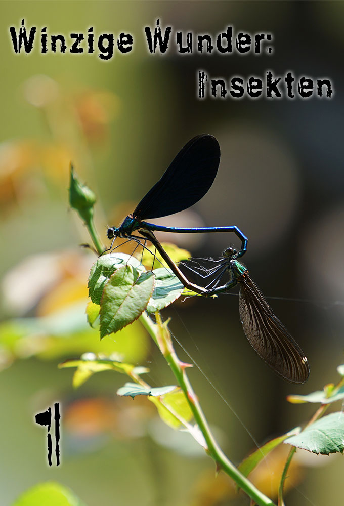 Poster de la serie Winzige Wunder: Insekten