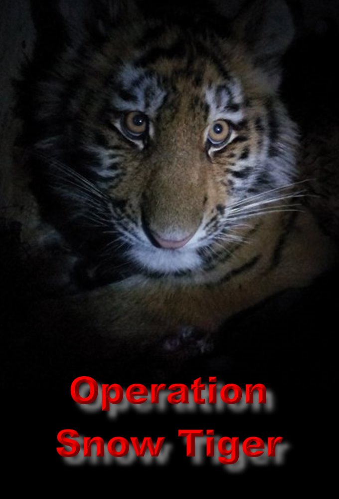 Poster de la serie Operation Snow Tiger