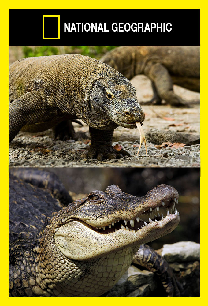 Poster de la serie Reptiles