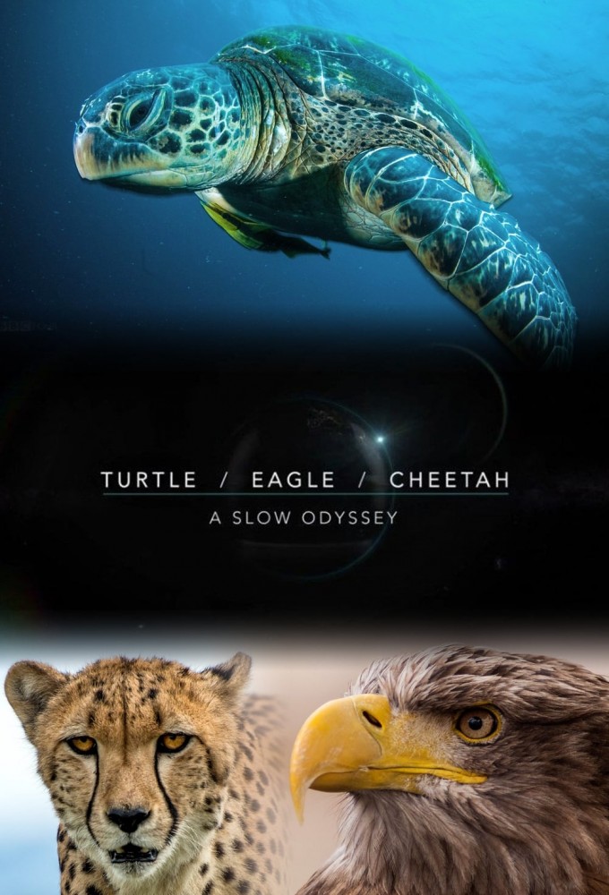 Poster de la serie Turtle, Eagle, Cheetah: A Slow Odyssey