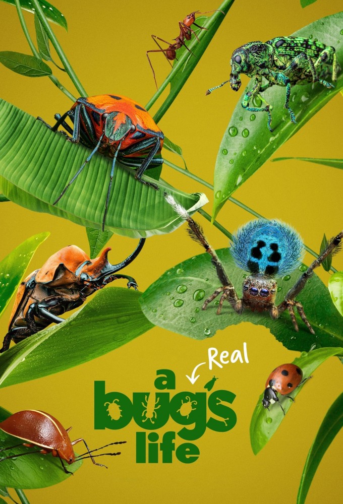 Poster de la serie A Real Bug's Life