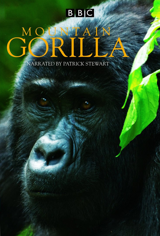 Poster de la serie Mountain Gorilla