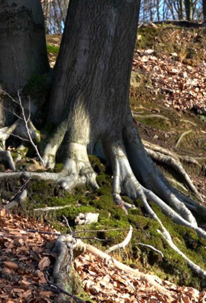 Poster de la serie Des Arbres Qui Marchent