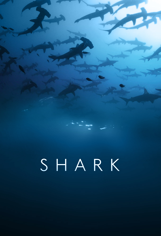 Poster de la serie Dans le sillage des requins