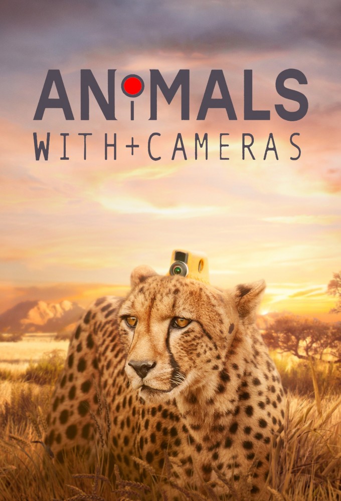 Poster de la serie Animals with Cameras