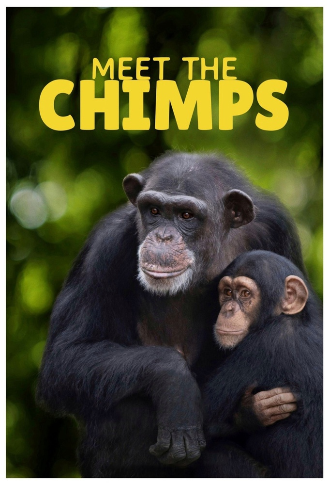 Poster de la serie Rencontre avec les chimpanzés