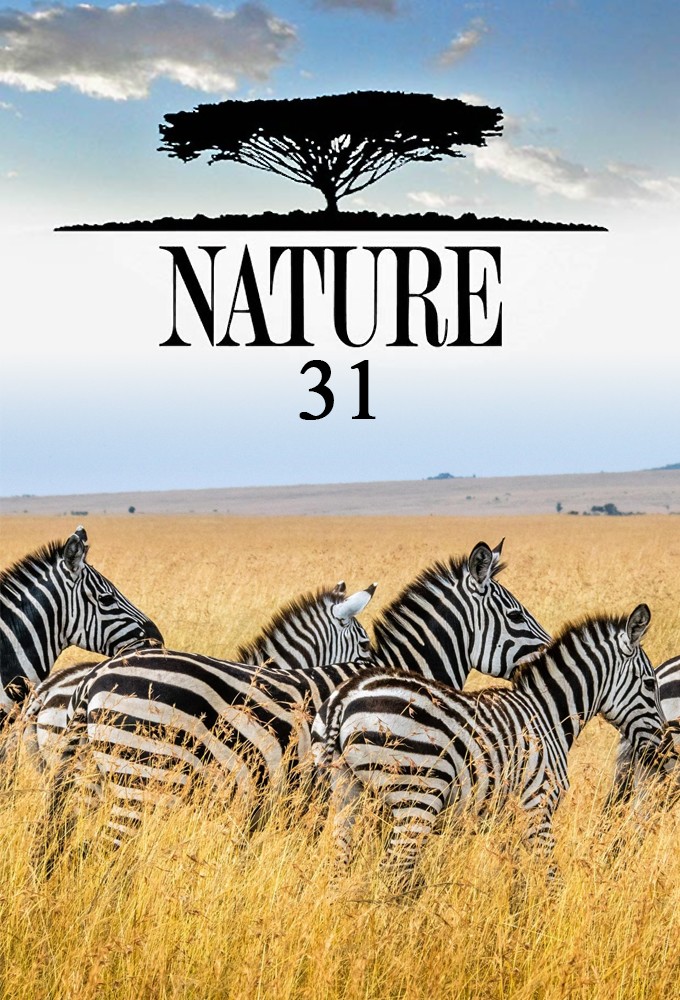 Nature saison 31