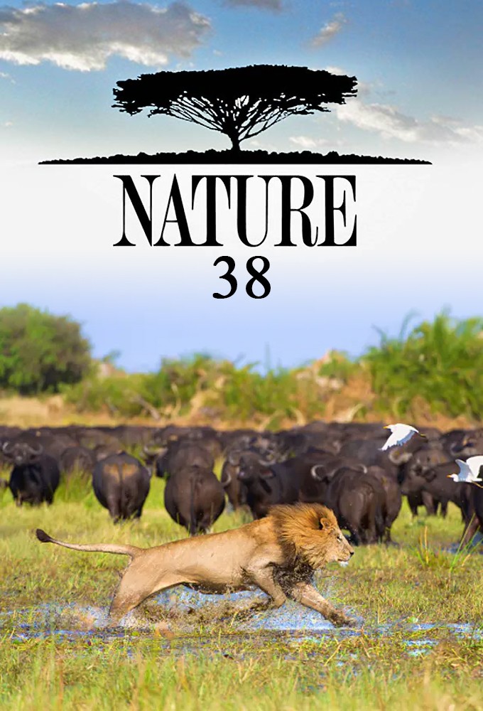 Nature saison 38