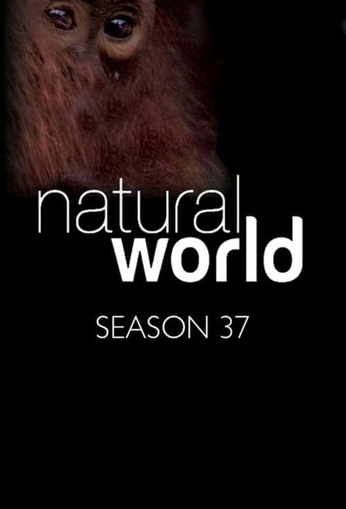 Natural World saison 37