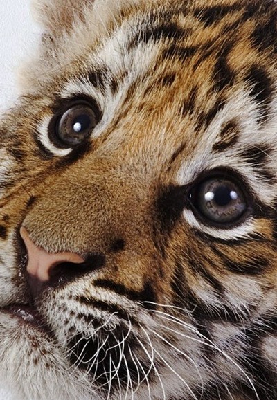 Face à face avec les tigres saison 1